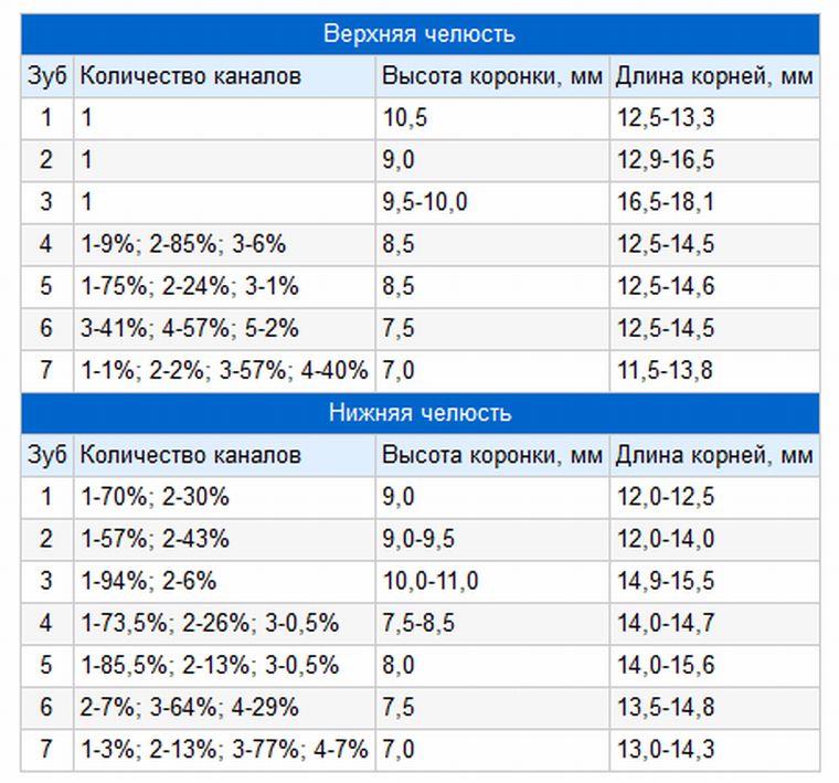 сколько каналов в зубе