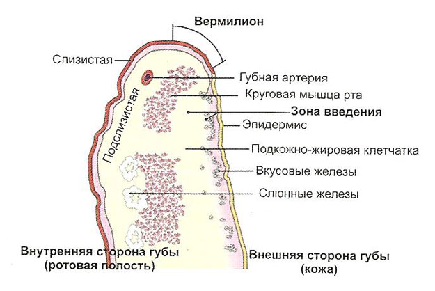 Строение губы