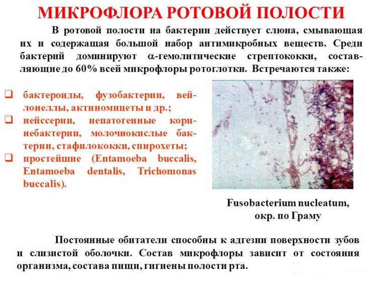 микрофлора во рту