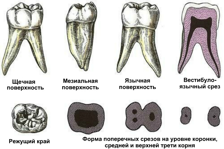 Первый нижний моляр