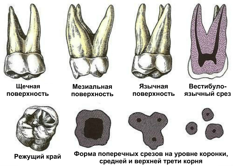 Первый верхний моляр