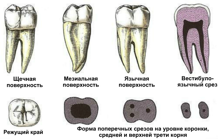 Второй нижний моляр