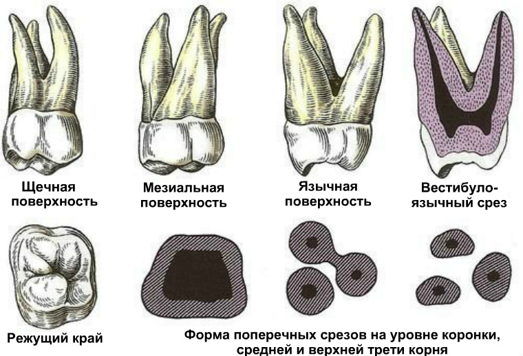 Второй верхний моляр