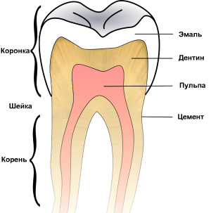 Строение моляра
