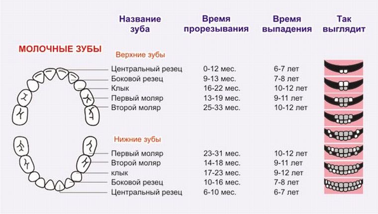 Молочные зубы