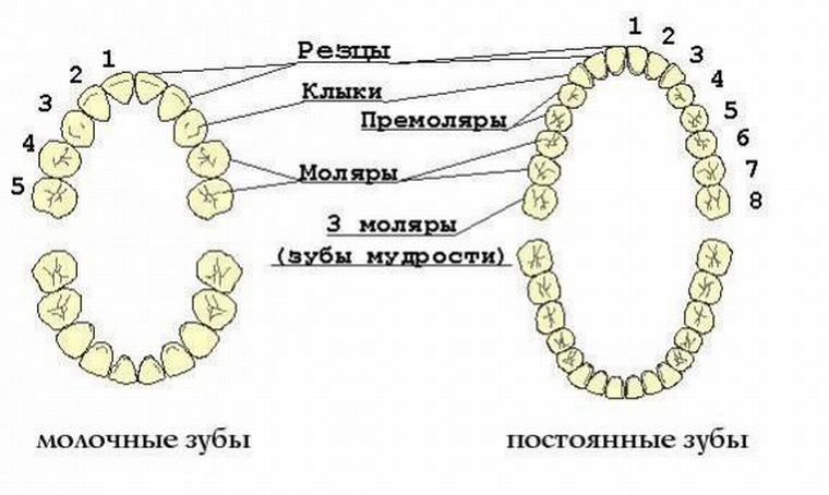 молочные и постоянные зубы