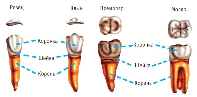 названия зубов