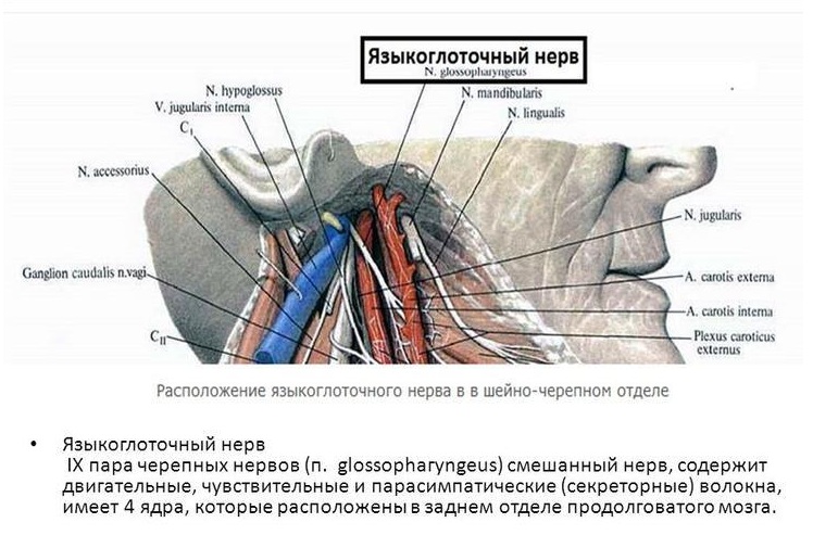 Языкоглоточный нерв
