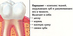 Строение пародонта