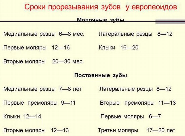 как режутся постоянные зубы
