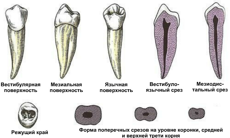 Первый нижний