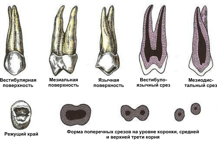 Первый верхний