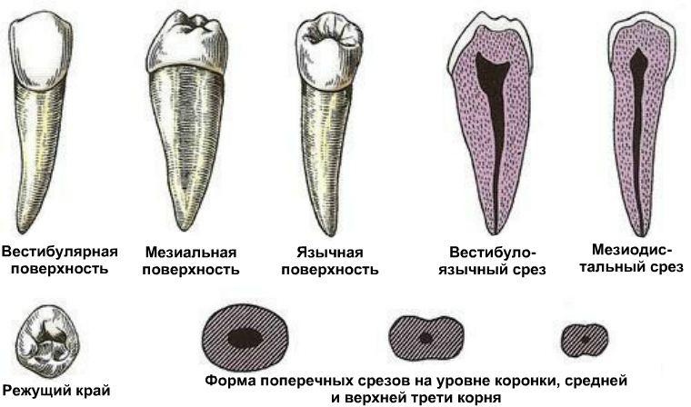 Второй нижний