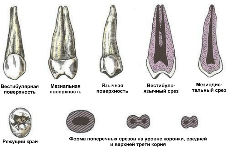 Второй верхний
