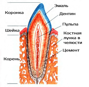 Строение зуба-резца