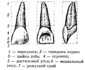 Верхний медиальный резец