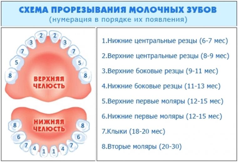 Схема прорезвания зубов
