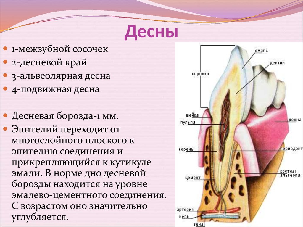 Десневая бороздка