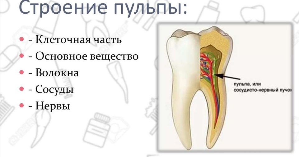 Строение пульпы зуба