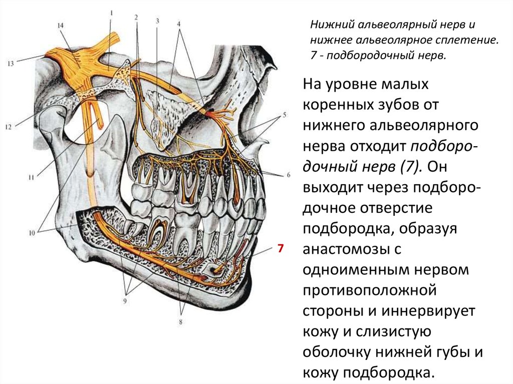 Подбородочный нерв