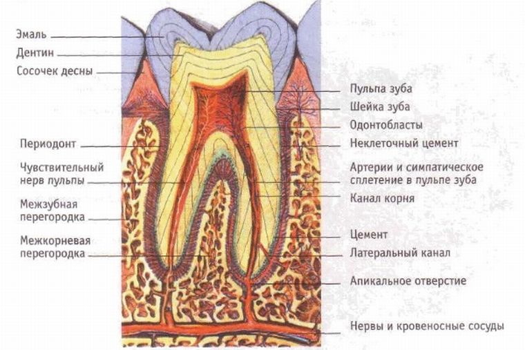 Строение зуба