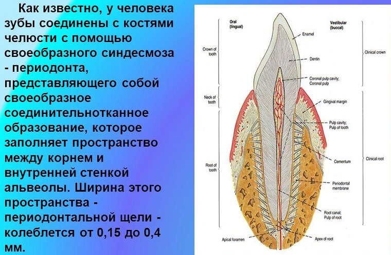 Строение периодонта