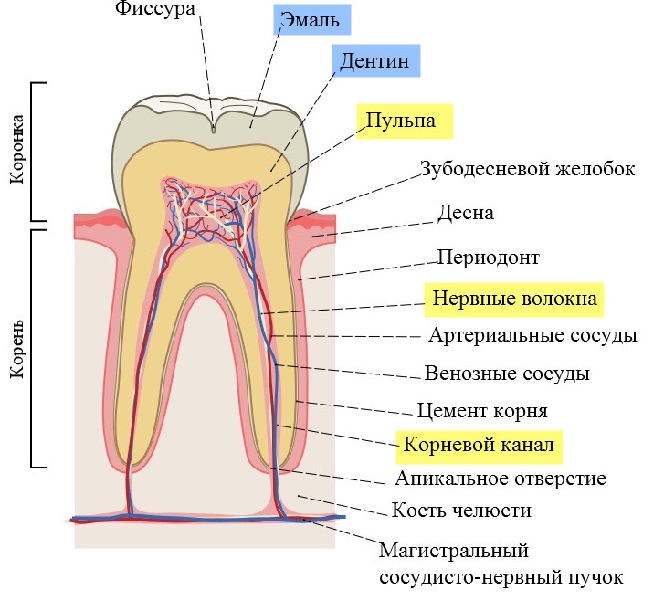 Строение зуба