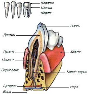 зуб строение