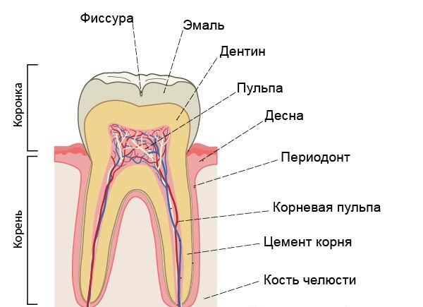 строение зуба