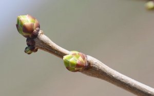 веточка для гимнастики десен