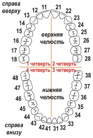 система Виола постоянных зубов