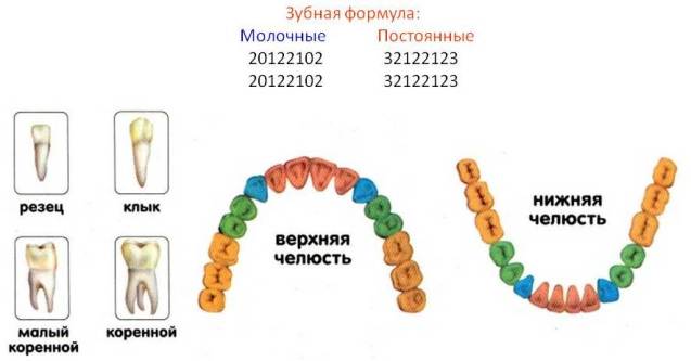 зубная формула